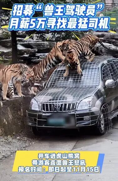 月薪5萬元招聘猛獸區司機,“開車進虎山熊窩”……動物園回應:報名者很多